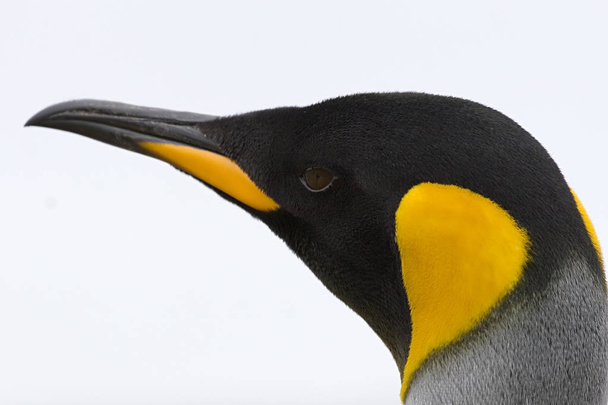 Király pingvin (Aptenodytes patagonicus) - Fotó, kép