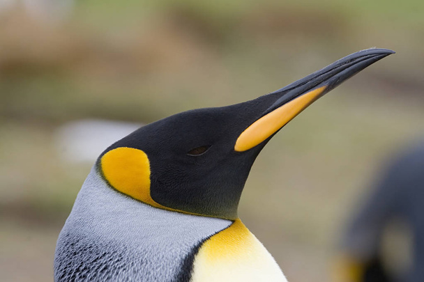 キング ペンギン (コウテイ ペンギン属 patagonicus) - 写真・画像
