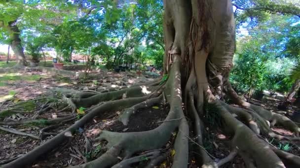 Itália, Nápoles, jardim botânico, árvore grande com raízes grandes
 - Filmagem, Vídeo