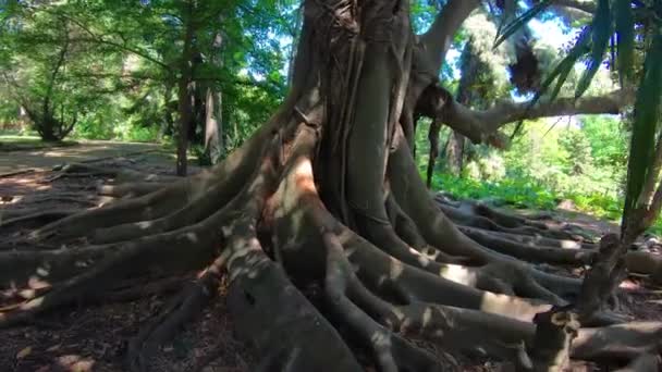 Włochy, Neapol, ogród botaniczny, duże drzewo z dużymi korzeniami - Materiał filmowy, wideo