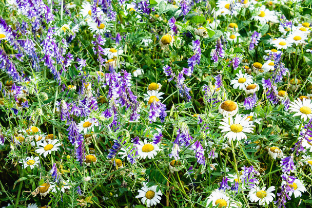 Wild flowers in the meadow. - Photo, Image