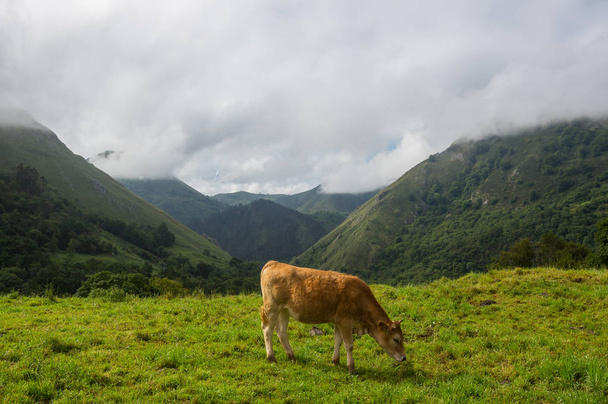 vaches de ferme dans les asturias
 - Photo, image