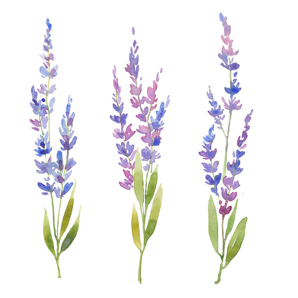 Watercolor lavender set , three fluffy sprigs of lavender, floral provencal style design . - Fotoğraf, Görsel