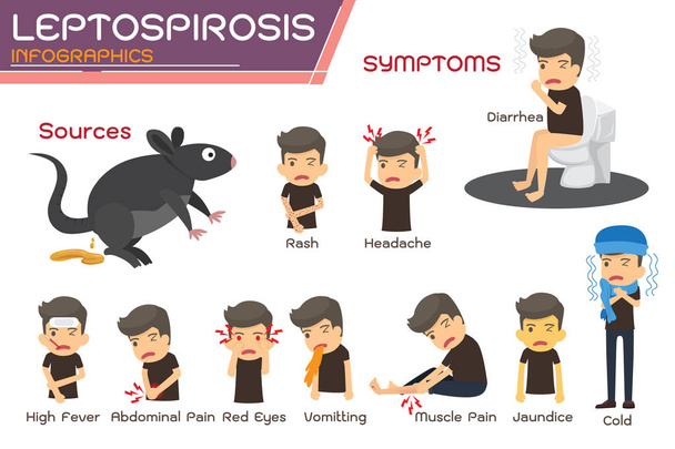 Leptospirose infographics. Leptospirose over symptomen en pre - Vector, afbeelding