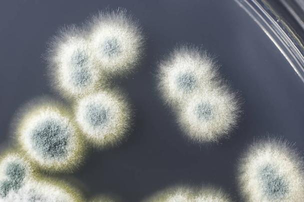 Colonies de champignons Penicillium sur gélose Sabouraud Dextrose
 - Photo, image
