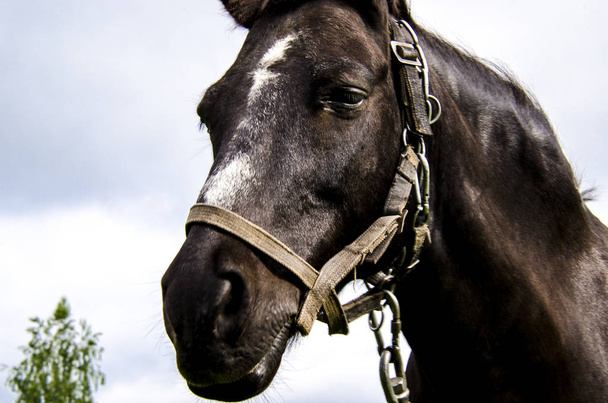 Głowa czarnego konia z białym plamką na czole w wiązkę z nieba - Zdjęcie, obraz