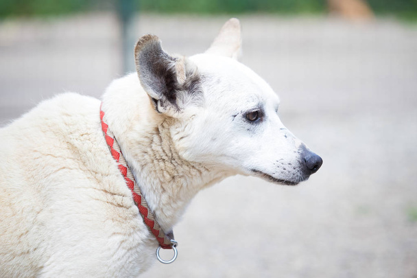 Vieux chien errant blanc adopté
 - Photo, image