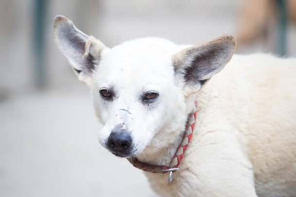 Starý bílý pes se adoptoval - Fotografie, Obrázek