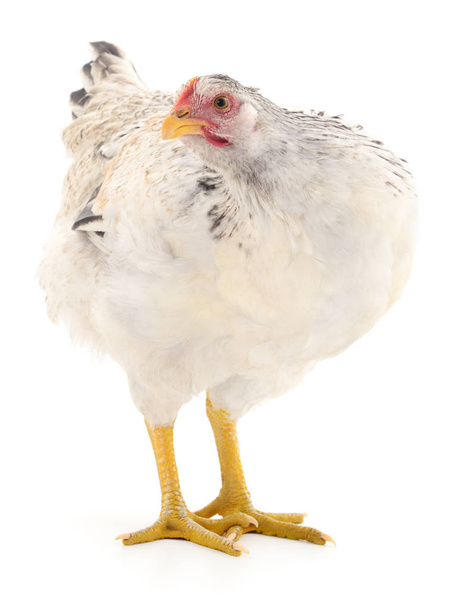 white hen isolated. - Фото, зображення