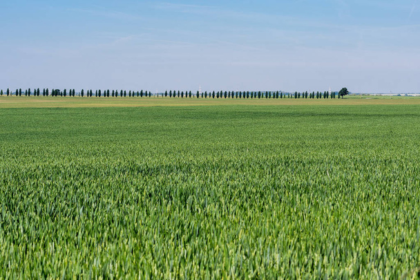 Green Young Wheat Field on Sunny Day - Foto, Bild