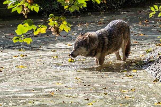 Lobo gris europeo, Canis lupus en el zoológico
 - Foto, Imagen