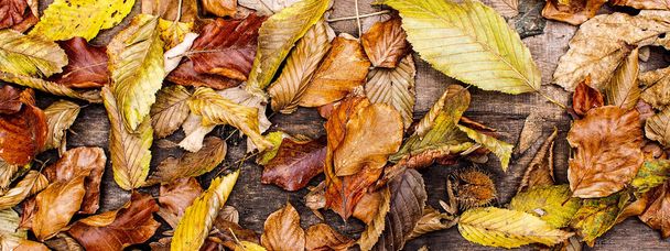 Foglie d'autunno su sfondo di legno. Autunno concetto Carta da parati
. - Foto, immagini