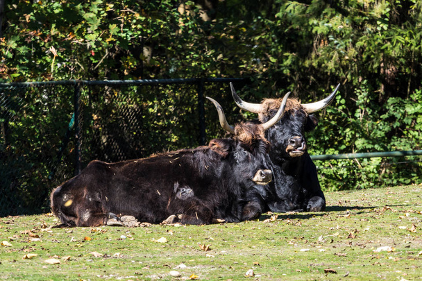 Heck-Rinder, bos primigenius taurus oder Auerochsen im Zoo - Foto, Bild