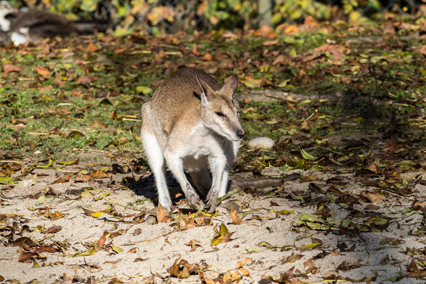 The agile wallaby, Macropus agilis also known as the sandy wallaby - Photo, Image