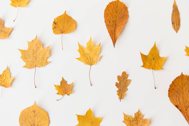 dry fallen autumn leaves on white background - 写真・画像