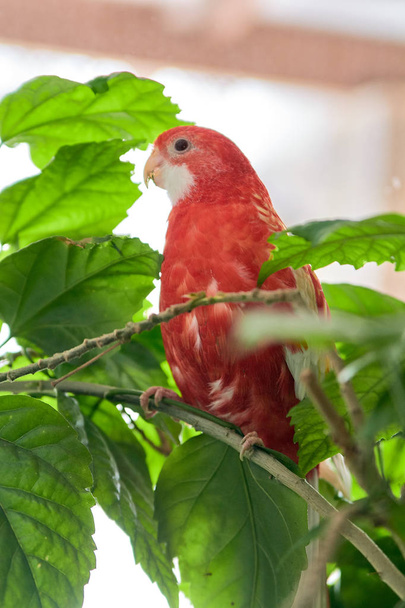 Rosella papegaai kleur robijn zittend op een tak van een Chinese roos. Fotoshooting binnenshuis met daglicht. - Foto, afbeelding