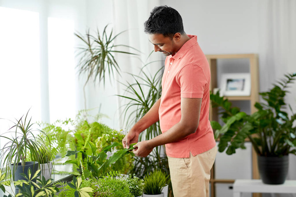 indian man taking care of houseplants at home - Zdjęcie, obraz