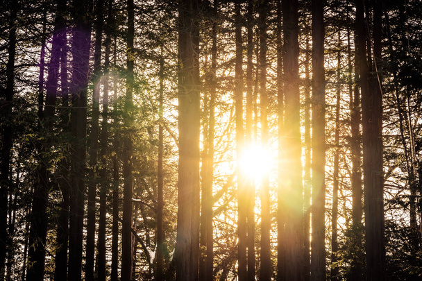 wunderschöne Landschaft aus Bäumen und Wäldern mit Sonnenlicht - Foto, Bild