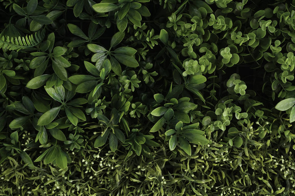 Fresh green leaves background - Φωτογραφία, εικόνα
