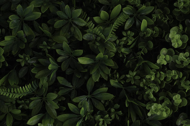 Fresh green leaves background - Photo, image