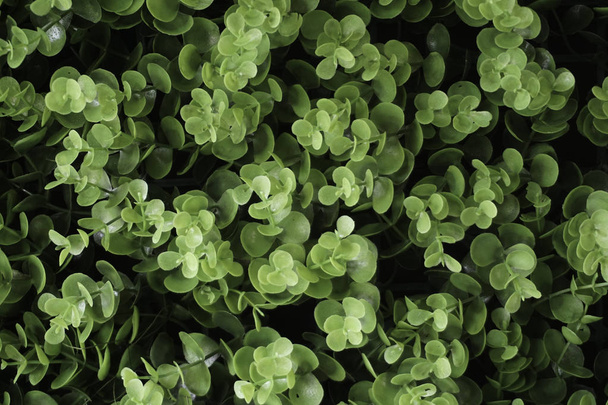 Fresh green leaves background - Photo, Image
