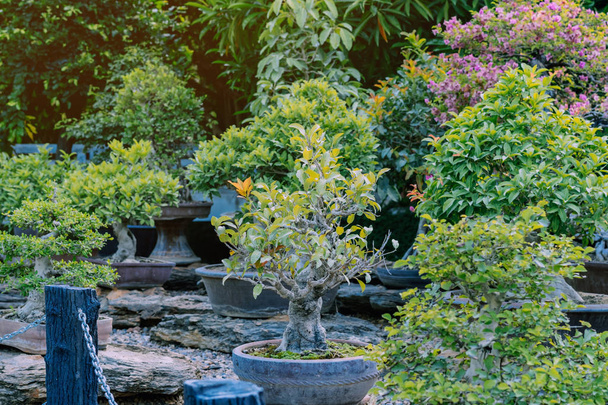 Különböző Bonsai fák ültettek cserépben, és sok válogatni a dekoráció a nyilvános kertben. - Fotó, kép