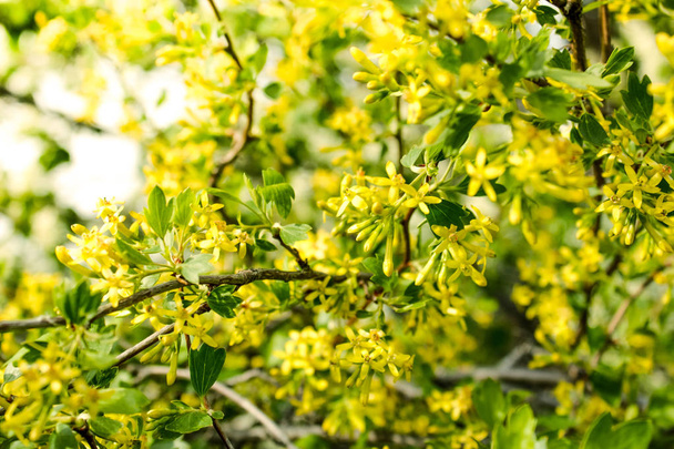 Spring yellow blossom in a summer day. Blooming Forsythia.Spring background with yellow flowers tree brunches. Sunny day. Spring flowers. Orchard. Springtime - Photo, Image
