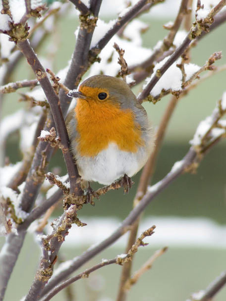 Robin and snow - Фото, зображення