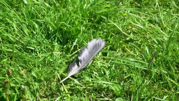 De zwarte veer van de vogel ligt op het gras - Video