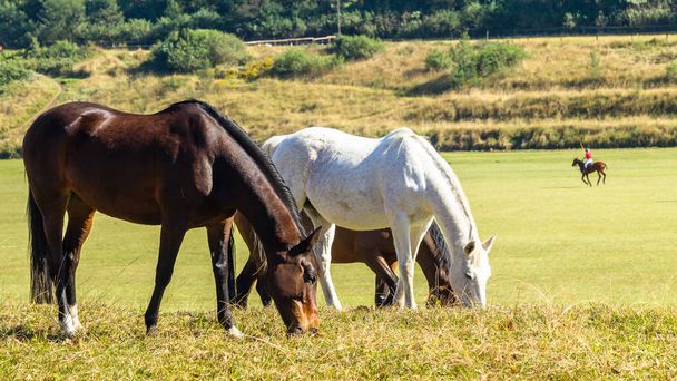 Paarden Polo spelersveld landschap - Foto, afbeelding