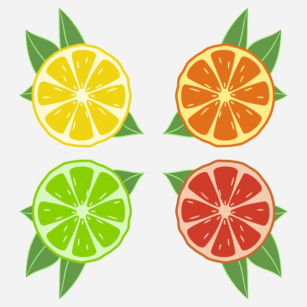 Citrusvruchten met blad. - Vector, afbeelding