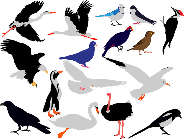 kuş koleksiyonu vektör - Vektör, Görsel