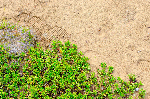 Jälki jälkiä matkailijan kengät taiga hiekka metsässä Yakutian vieressä pensaat marjoja ja pieniä oksia vihreitä kuusia
. - Valokuva, kuva