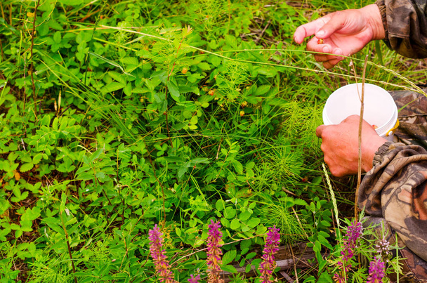 ヤクートのツンドラで増え続ける草イワン茶の北部の野生のイチゴのバケツで収穫されたベリーのコレクターの手. - 写真・画像