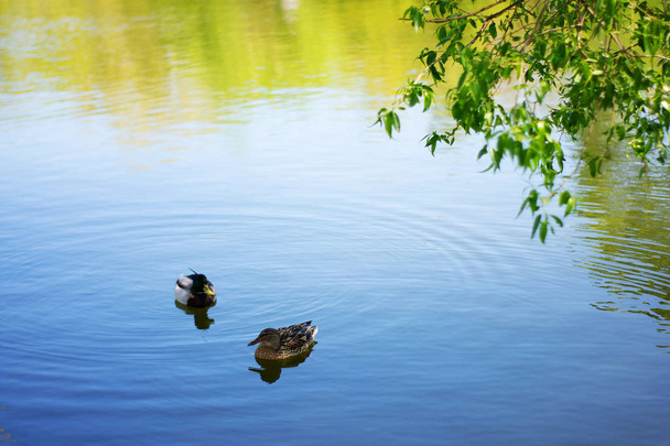 Dos patos pájaro Mallard nada en el lago o el río el parque de la ciudad. Primavera o verano
 - Foto, Imagen