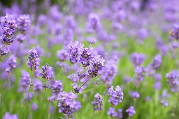 lavender field in the summer, close-up violet colors background concept - Fotó, kép