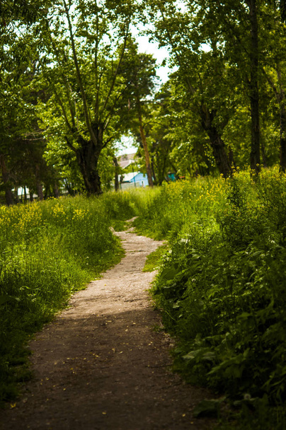 Beautiful avenue in to the park, path way - Fotoğraf, Görsel