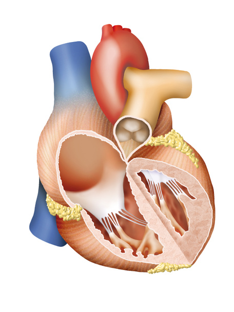 Сечение человеческого сердца
 - Фото, изображение