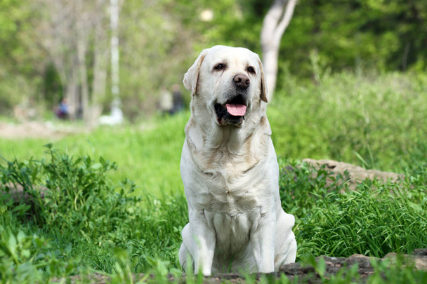 sweet yellow labrador in the park - Photo, Image
