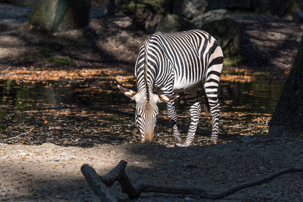 Hartmann's Mountain Zebra, Equus zebra hartmannae. An endangered zebra - Photo, Image
