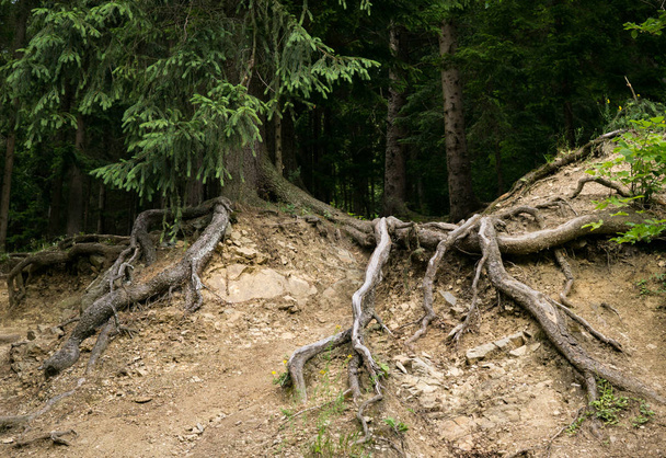 racines d'arbres dans la forêt - Photo, image