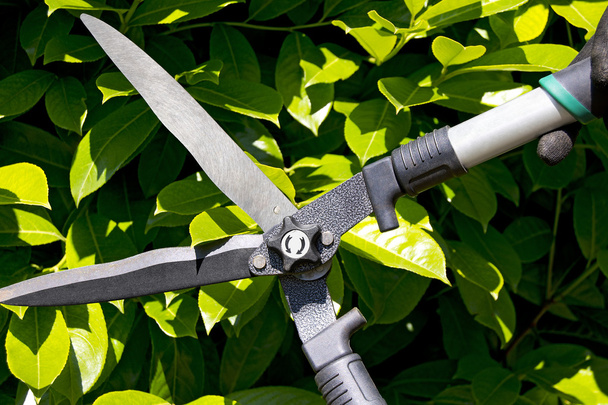 Pruning a Hedge - Photo, image