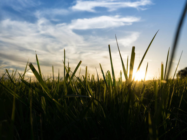 Близкий вид зеленой травы с золотым закатом неба на заднем плане
 - Фото, изображение