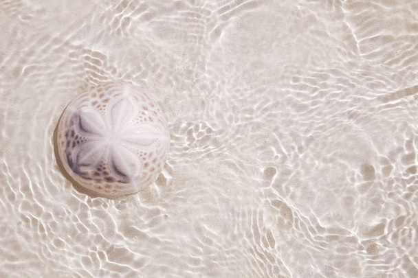 піщаний долар кораловий на пляжному піску під морськими хвилями
 - Фото, зображення