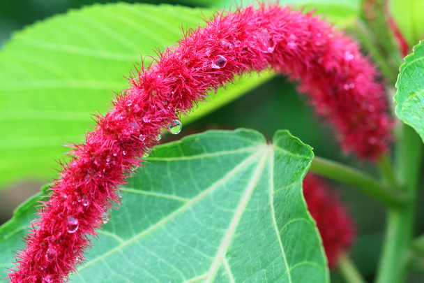 Acalypha hispida commonly known as Shibjhul in Bangladesh - Photo, Image
