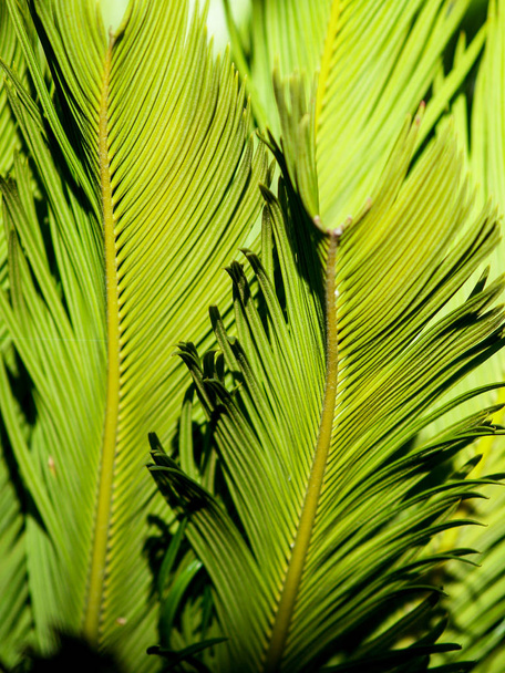 cycas leaves in full sun - Photo, Image