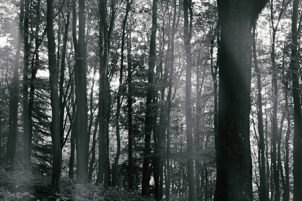 фон соснового лісу
 - Фото, зображення