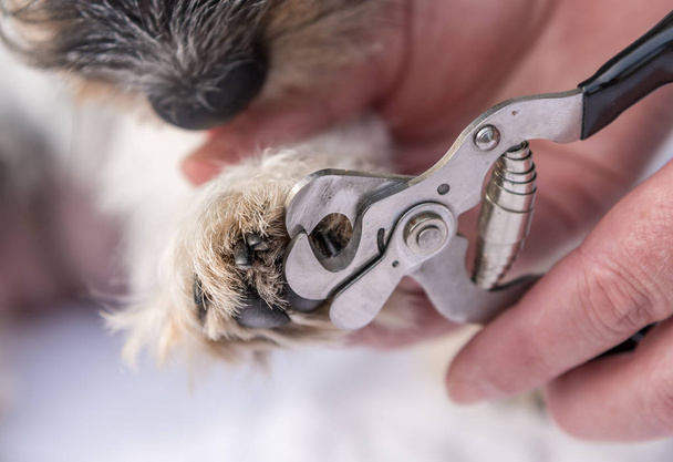 Claws cut by a Jack Russell Terrier dog. Close up - Foto, Imagem