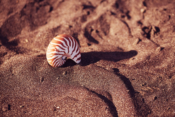 Nautilus Pompilius Sea Shell Seashell na czarnym piasku plaży, Isle  - Zdjęcie, obraz