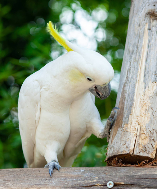 White sulphur-crested cockatoo, Cacatua galerita. - Photo, Image
